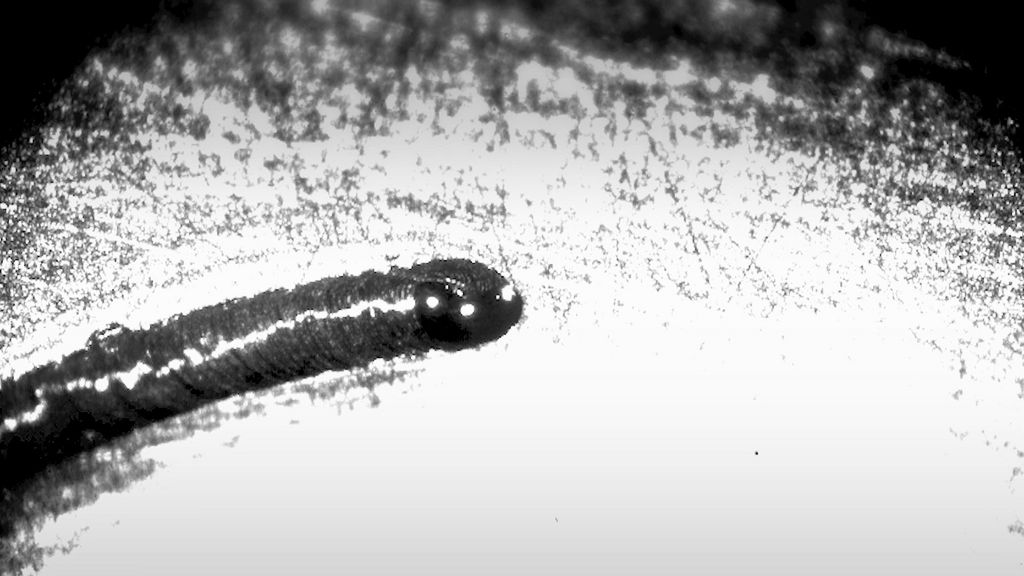 TRUMPF application copper welding wobble